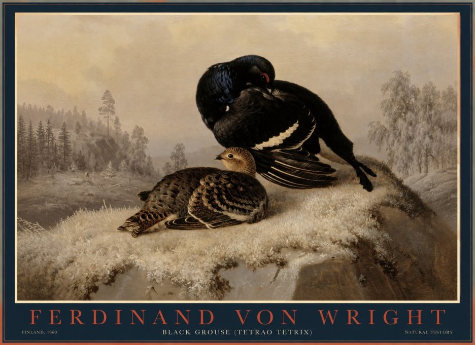 Ferdinand von Wright Black Grouse (Tetrao Tetrix) No1 - Plakat
