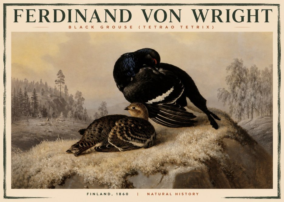 Ferdinand von Wright Black Grouse (Tetrao Tetrix) No2 - Plakat
