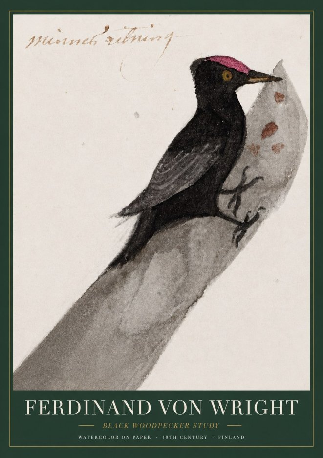 Ferdinand von Wright Black Woodpecker Study No3 - Plakat