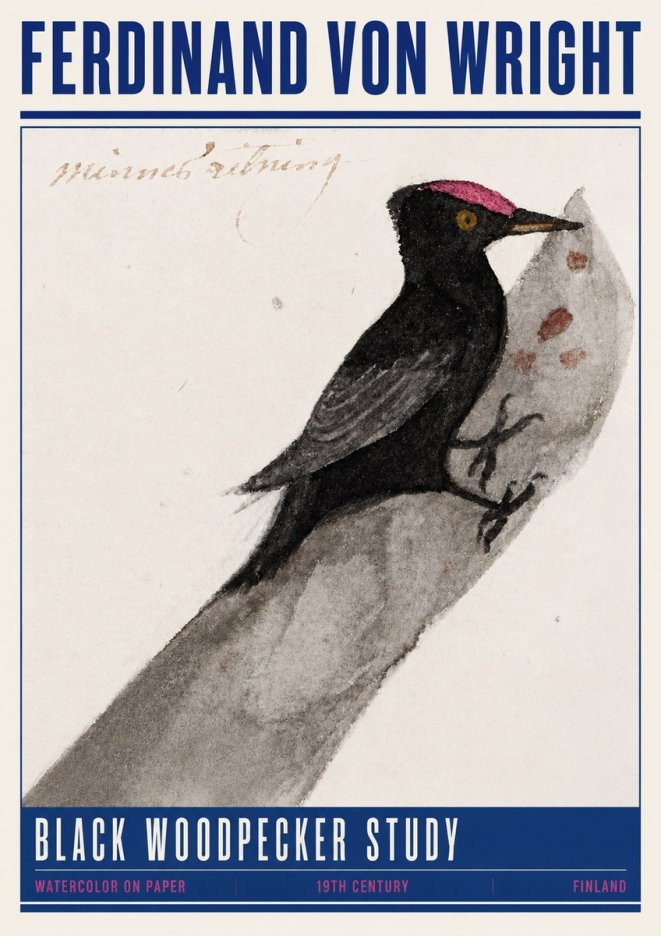 Ferdinand von Wright Black Woodpecker Study No4 - Plakat