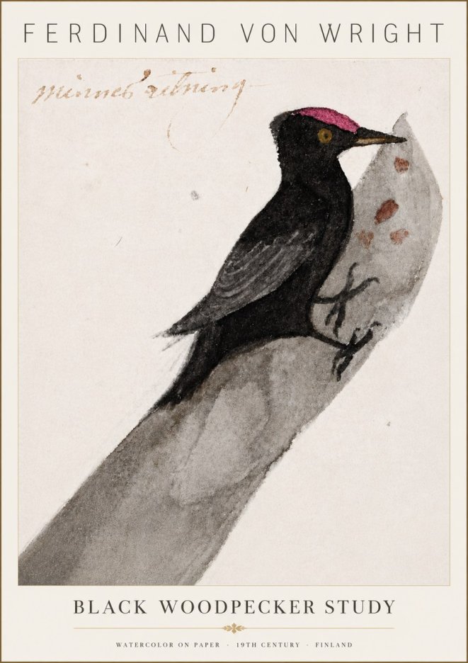 Ferdinand von Wright Black Woodpecker Study No6 - Plakat