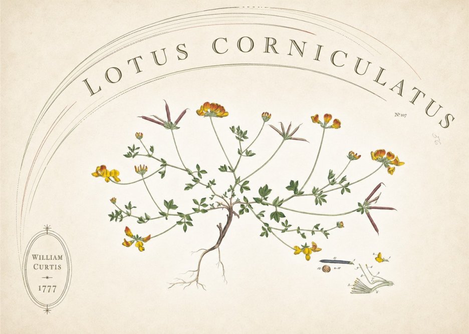 William Curtis Lotus Corniculatus III No6 - Plakat