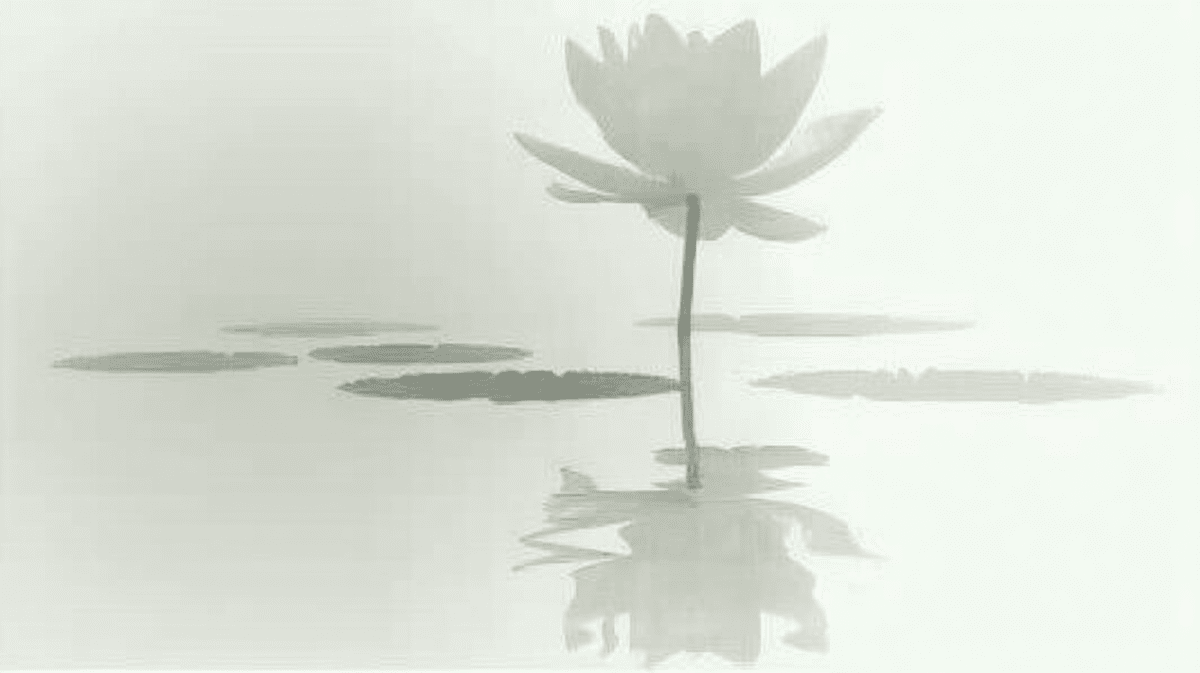 Mist Wrapped Lotus