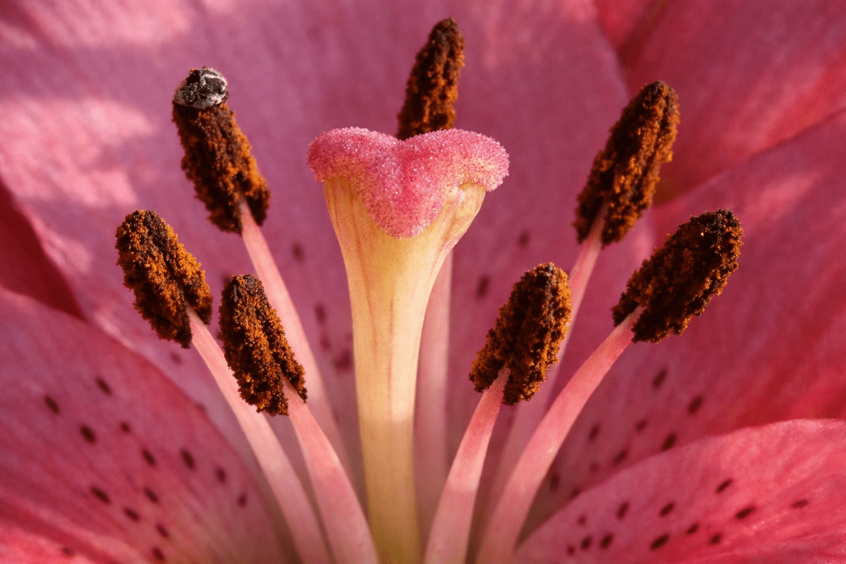 Petal Ripple