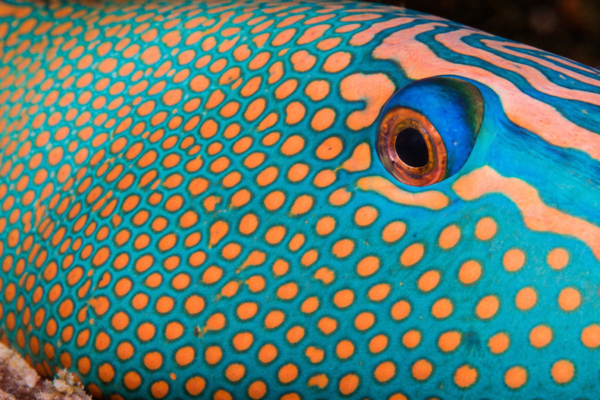 Coral Patterns