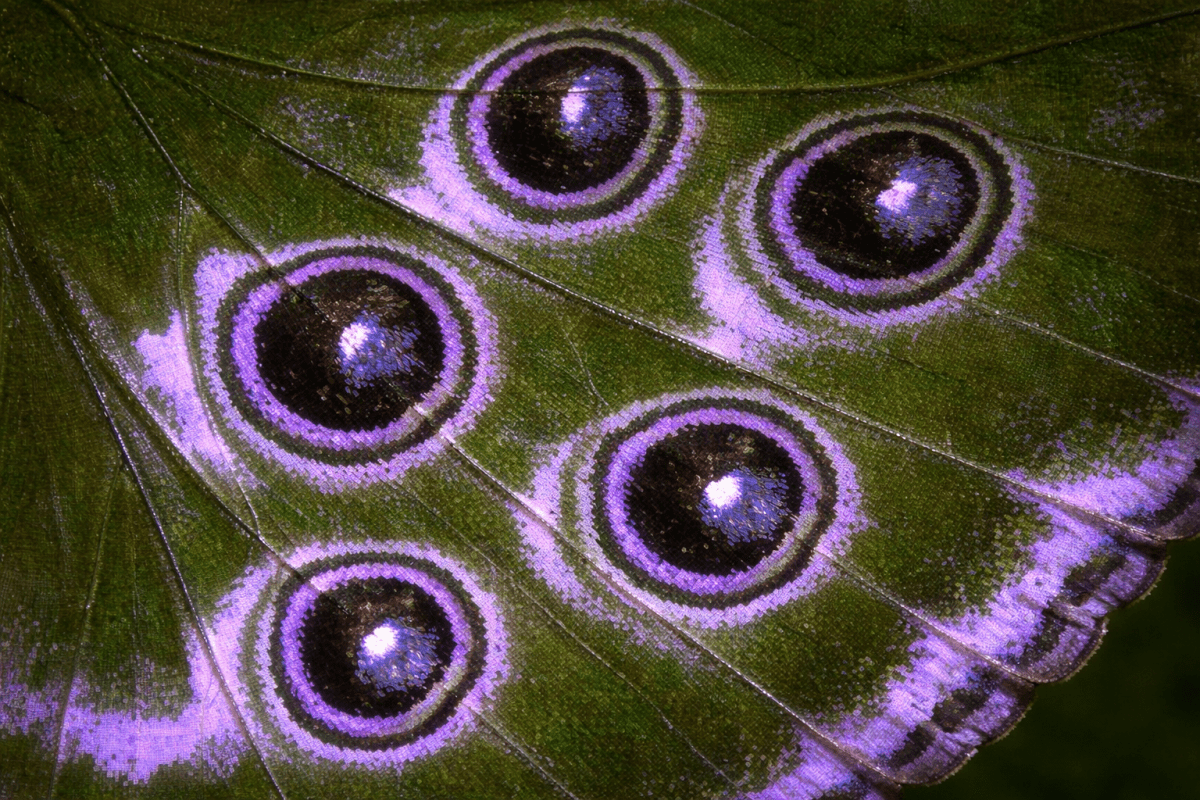 Iridescent Eyes