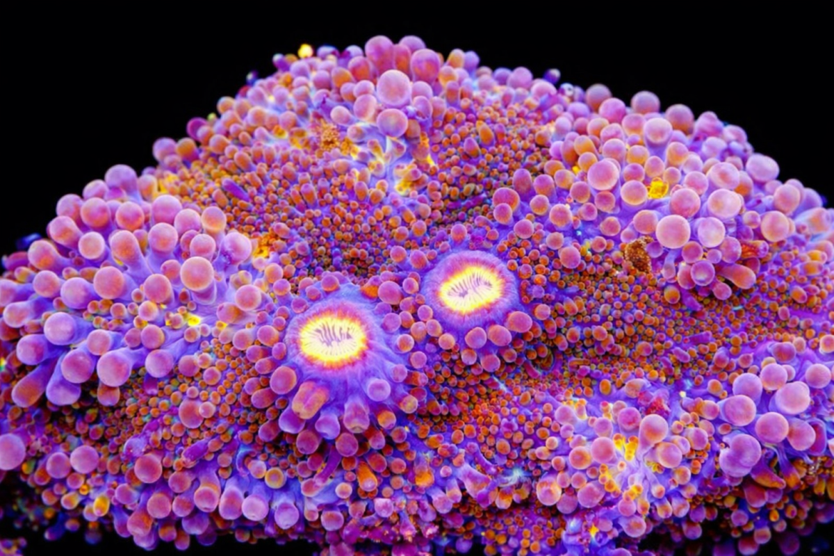Kaleidoscopic Tide