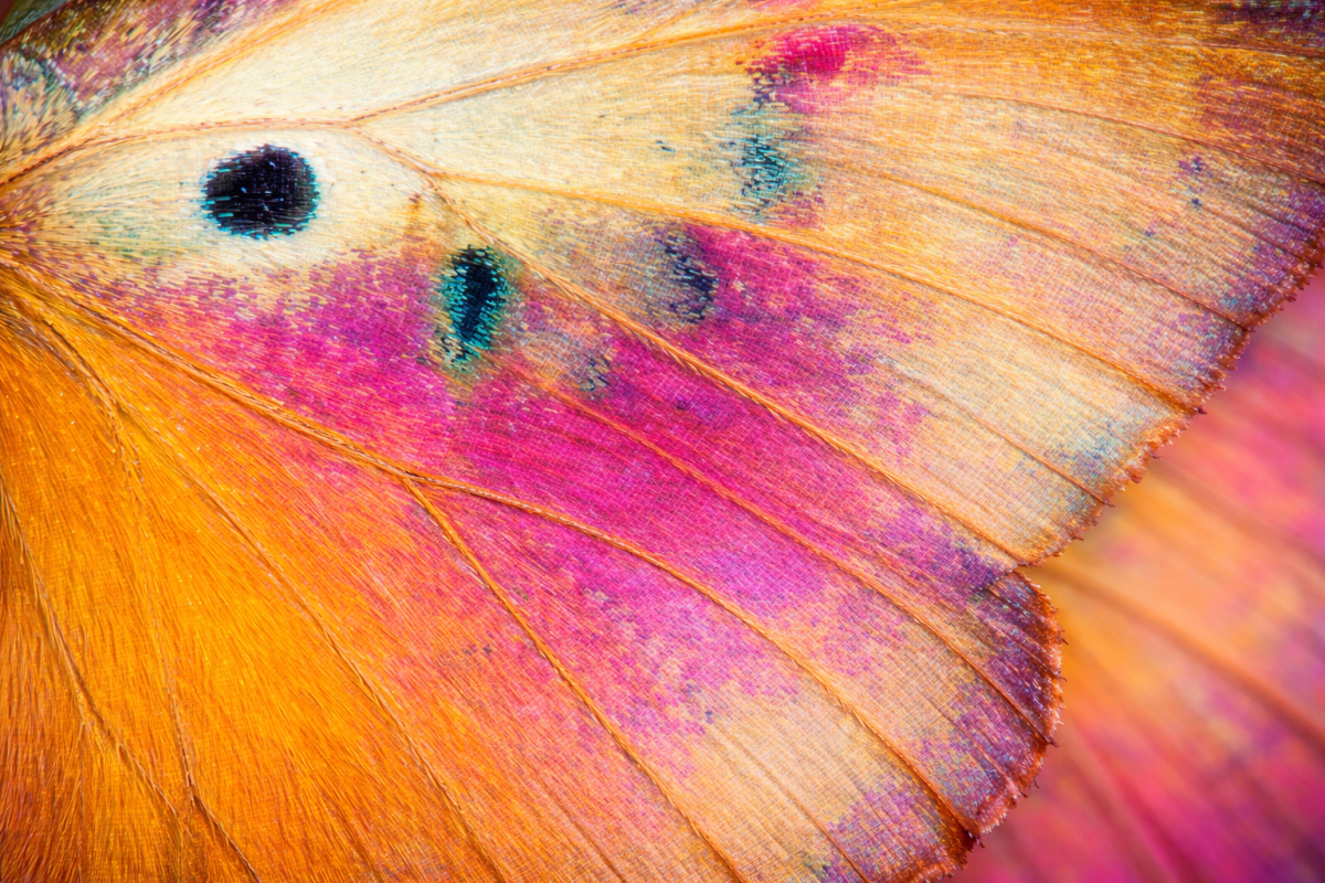 Wisping Wing Palette