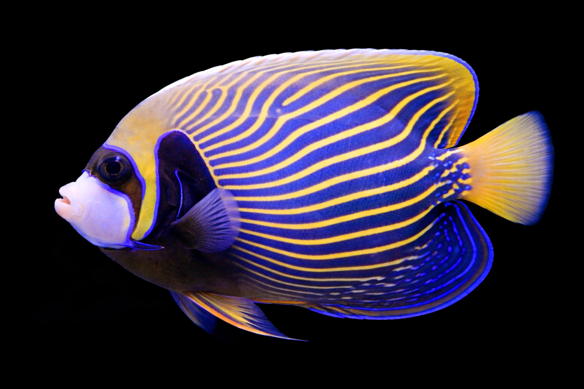 Regal Venturum