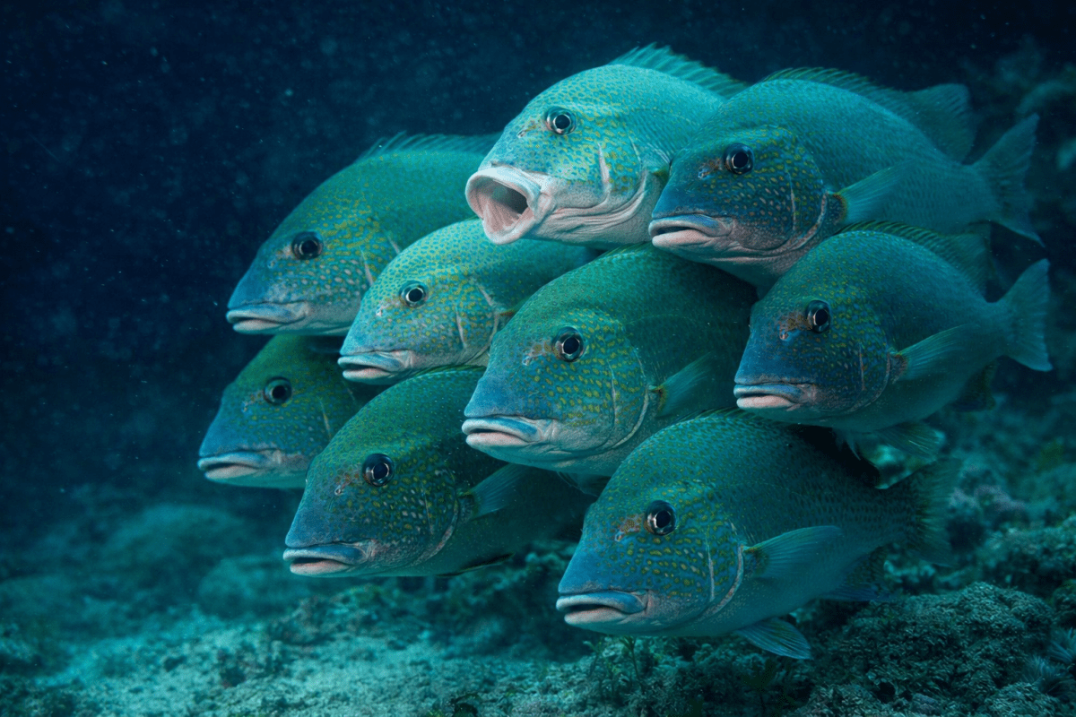 Schooling Lattice