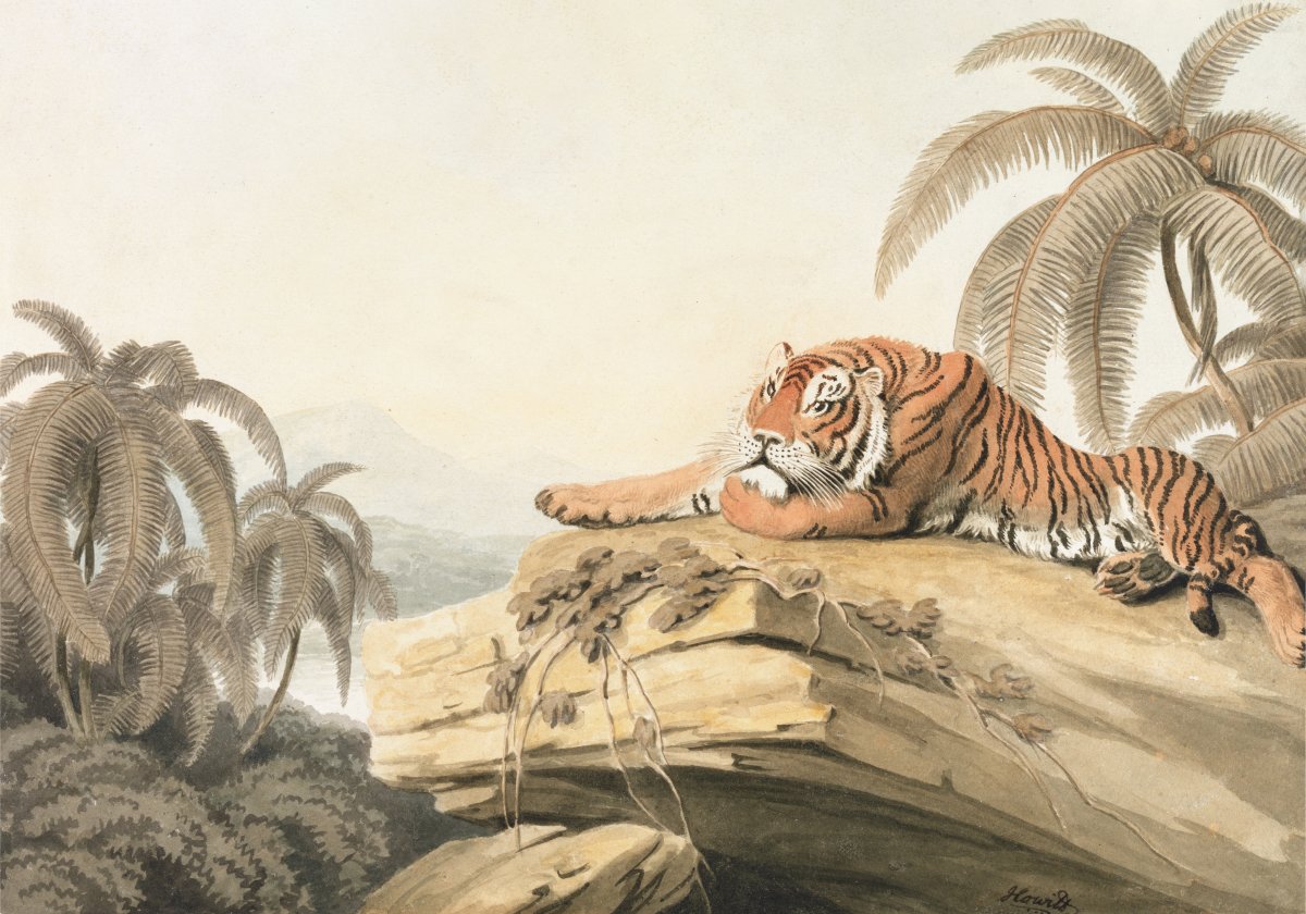 Jungle Sentinel Ii