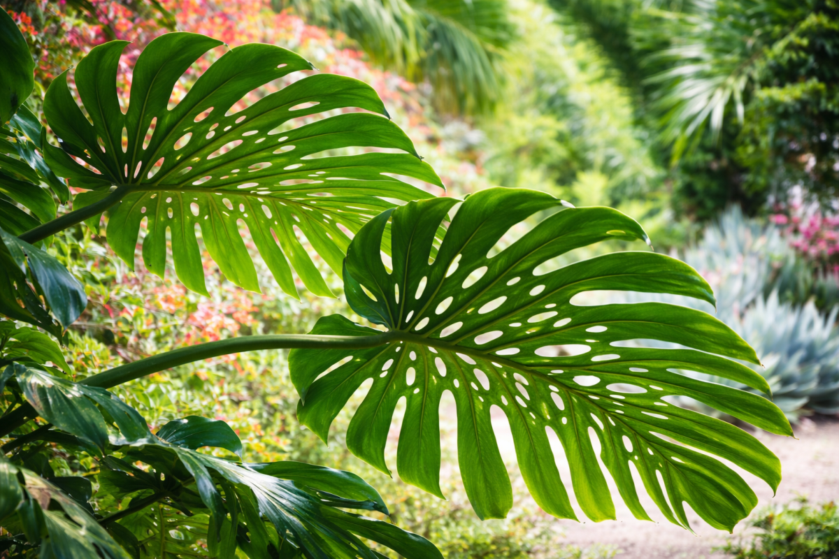 Monstera Mirage