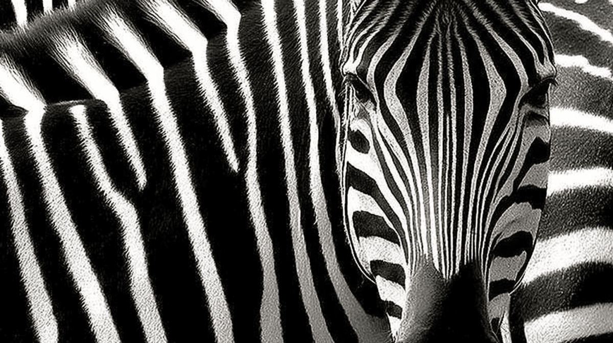 Stripes In Harmony