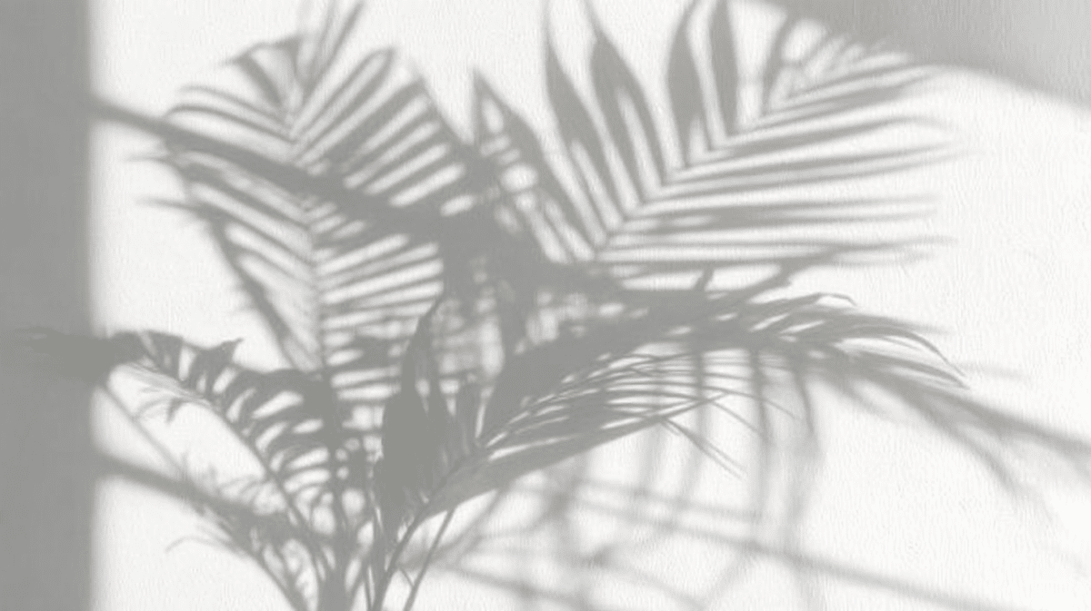 Palm Shadow Play