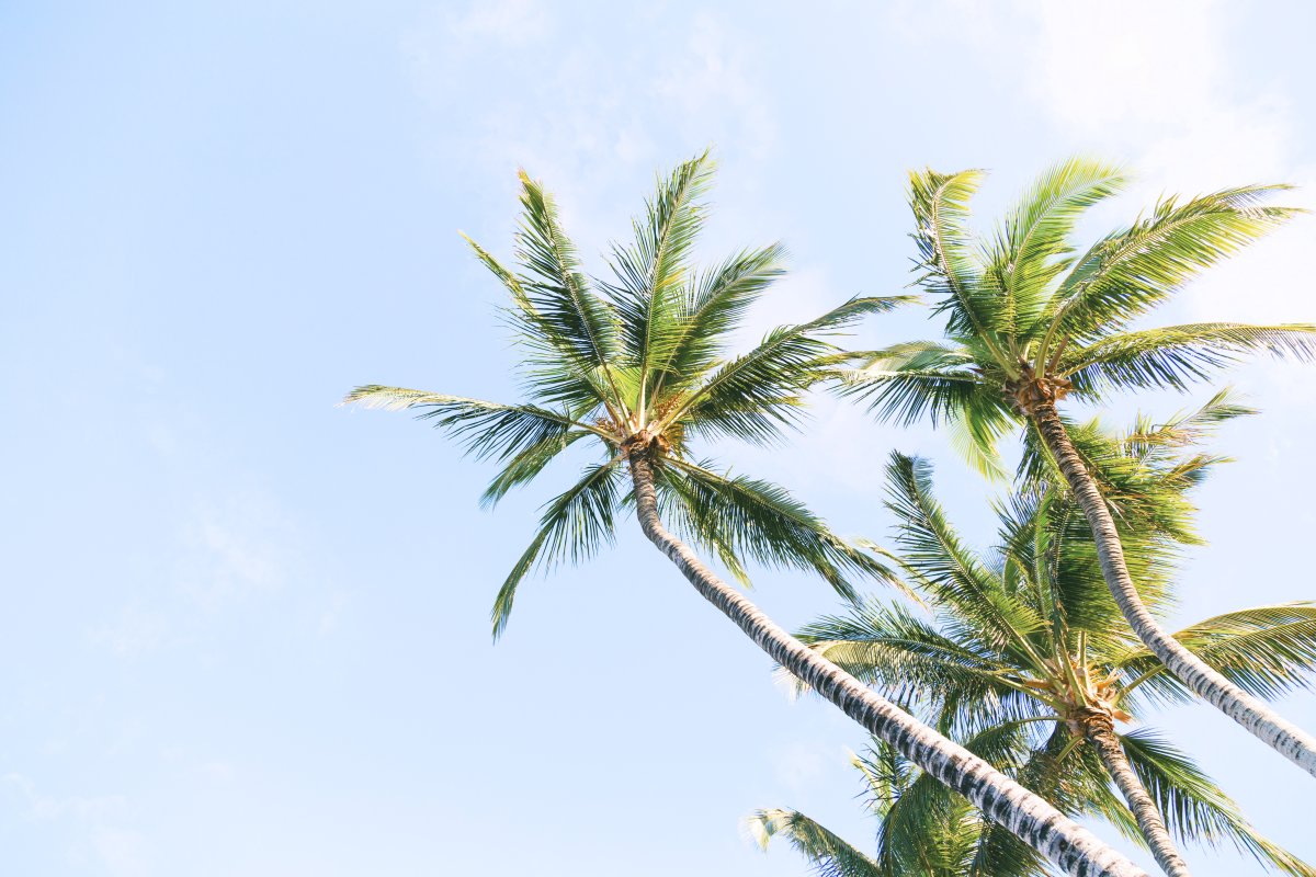 Tropical Fronds