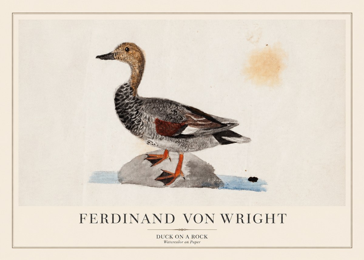 Ferdinand von Wright Duck on a Rock No1 - Plakat