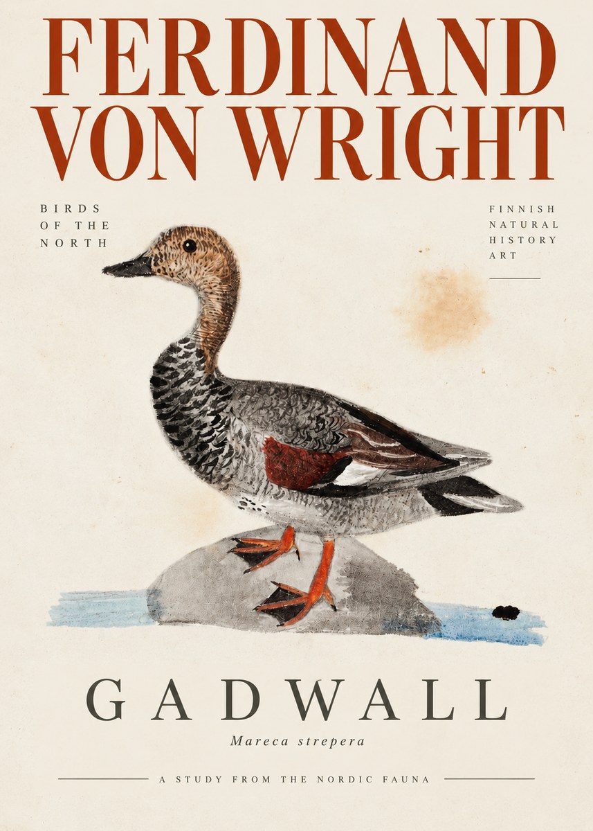 Ferdinand von Wright Duck on a Rock No4 - Plakat
