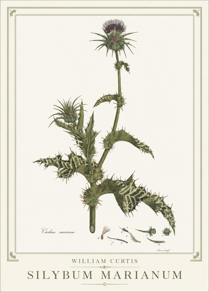 William Curtis Silybum Marianum No1 - Plakat