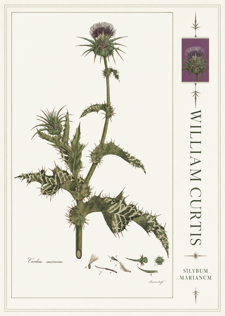 William Curtis Silybum Marianum No4 - Plakat