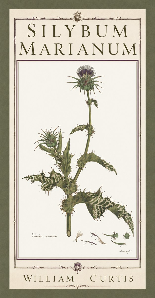 William Curtis Silybum Marianum No5 - Plakat