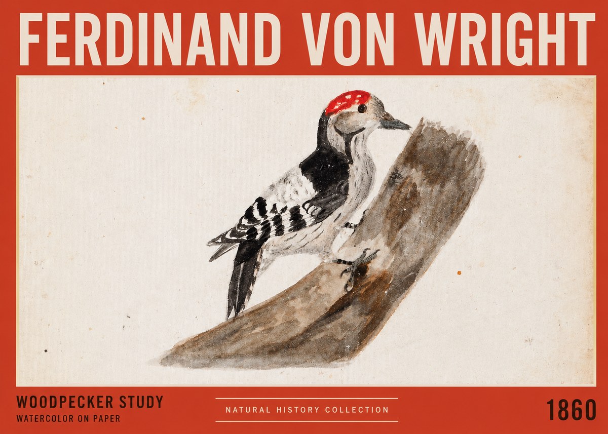 Ferdinand von Wright Woodpecker Study No2 - Plakat