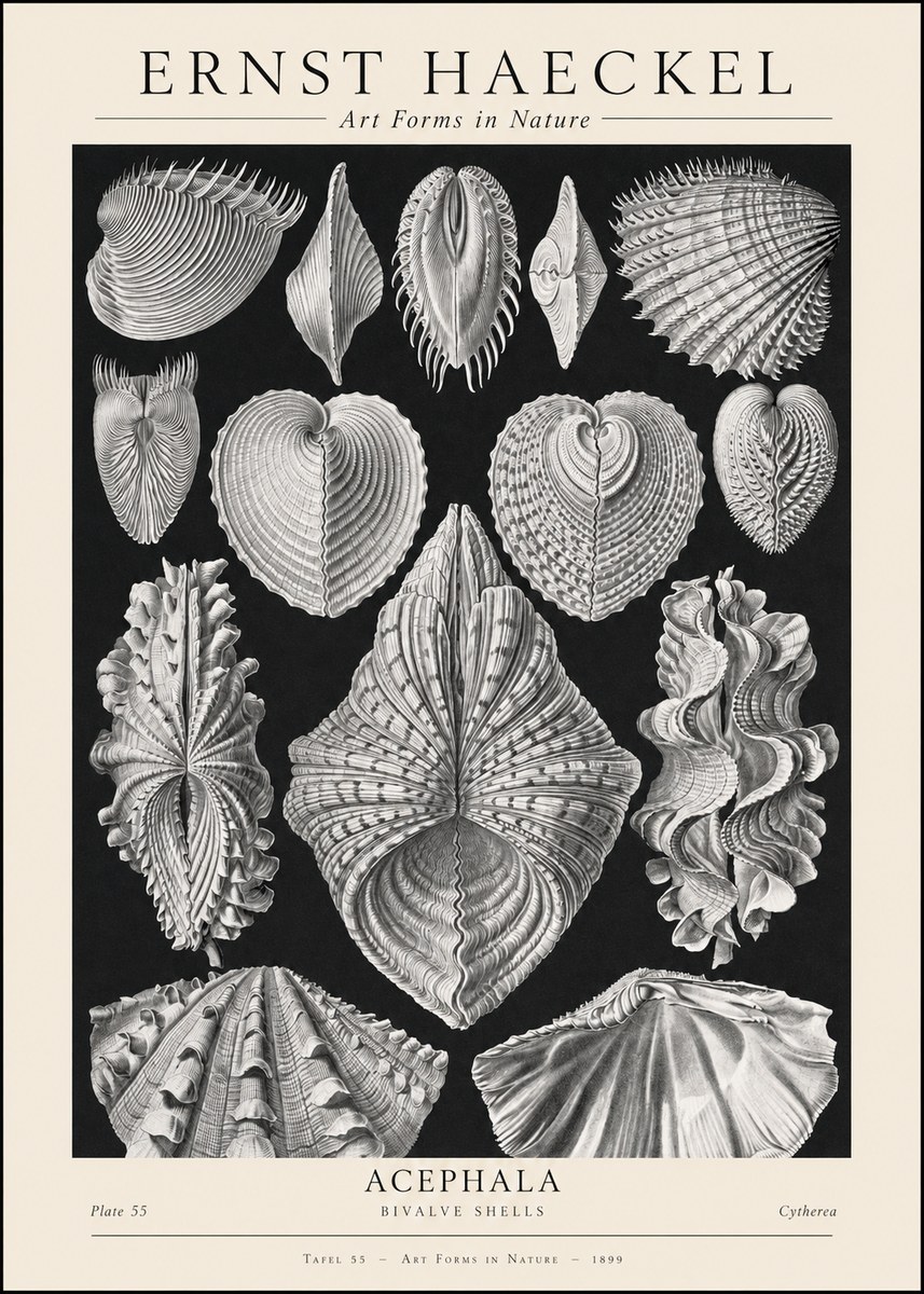 Ernst Haeckel Acephala — Brachiopods Plate 55 — Cytherea. No2 - Plakat