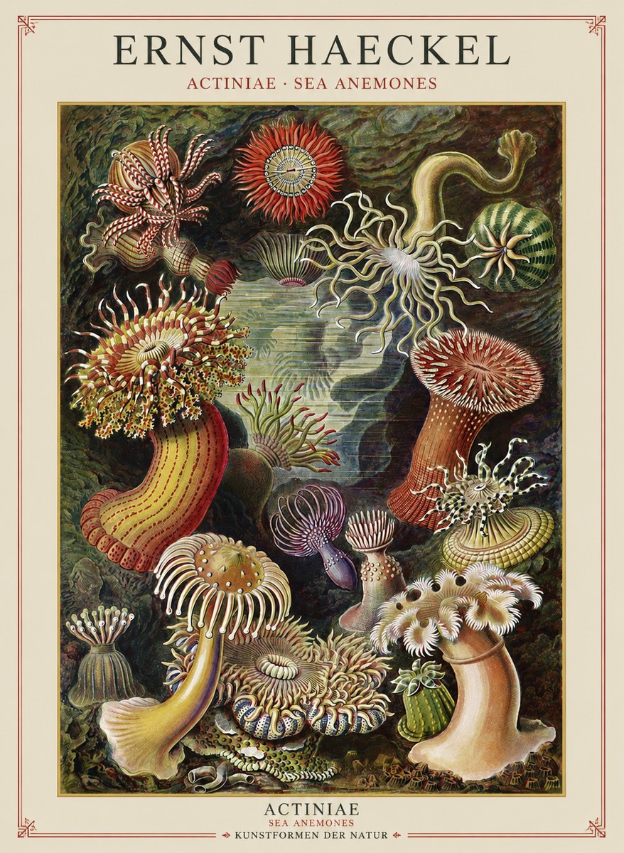 Ernst Haeckel Sea Anemones No2 - Plakat