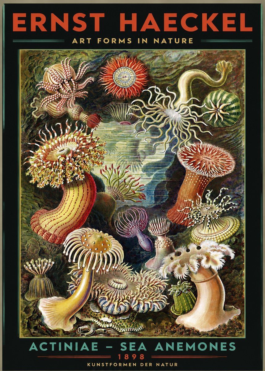 Ernst Haeckel Sea Anemones No3 - Plakat