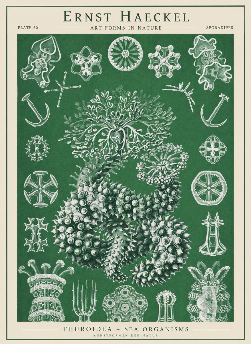 Ernst Haeckel Thuroidea - Sea Organisms No1 - Plakat