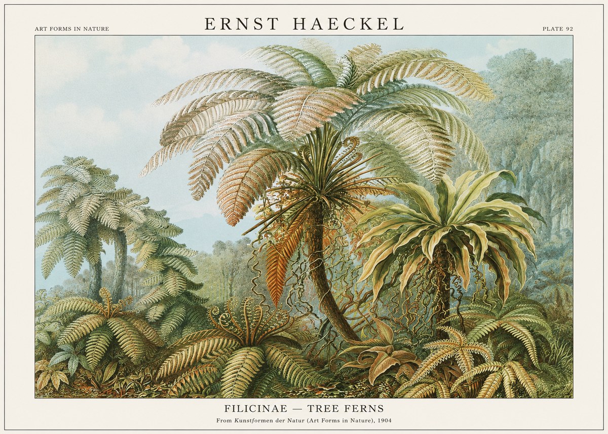 Ernst Haeckel Filicinae – Tree Ferns No1 - Plakat