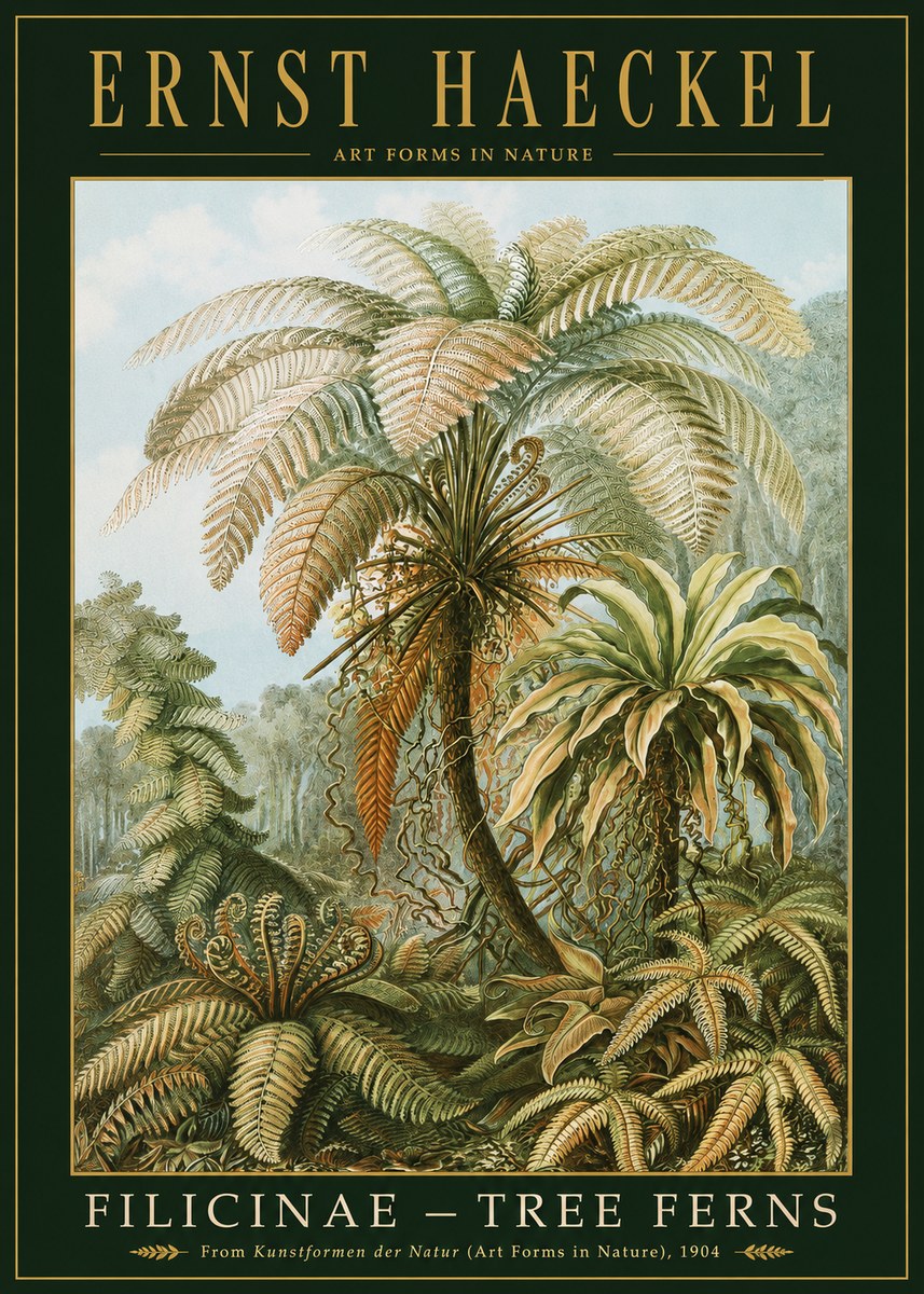 Ernst Haeckel Filicinae – Tree Ferns No2 - Plakat