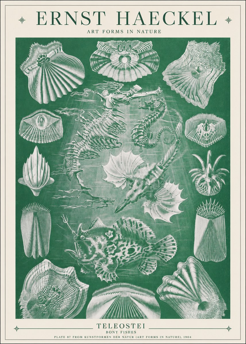 Ernst Haeckel Teleostei - Bony Fishes No1 - Plakat