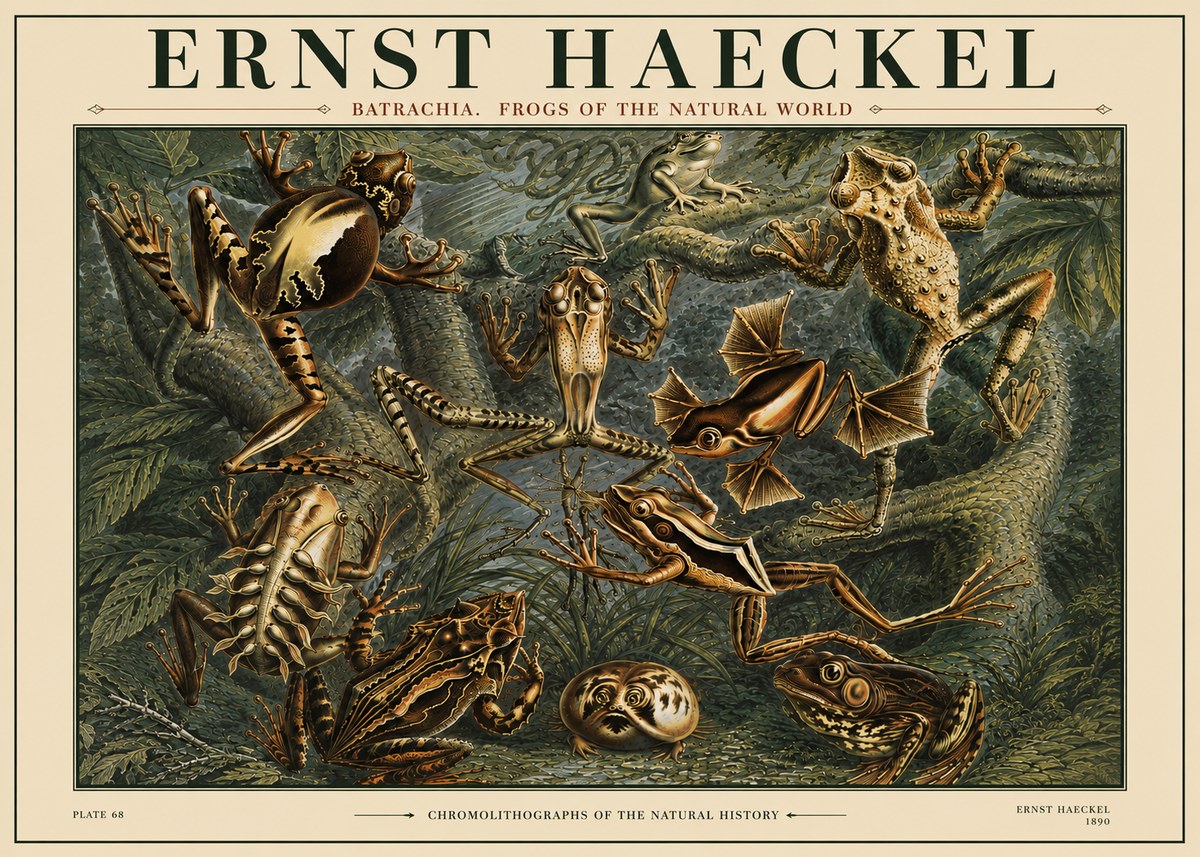 Ernst Haeckel Frogs of the Natural World No4 - Plakat