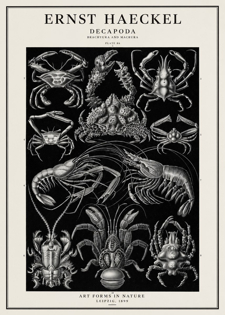 Ernst Haeckel Decapoda Brachyura and Macrura Plate 86 No1 - Plakat