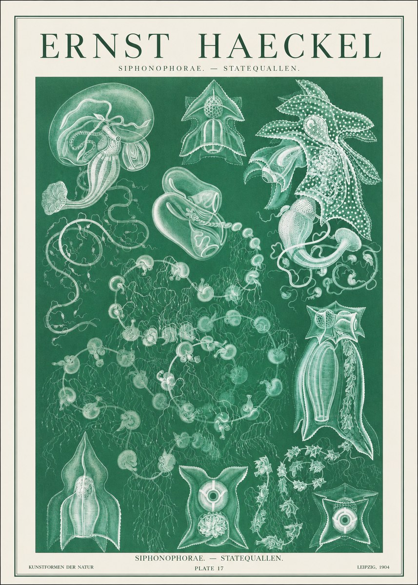 Ernst Haeckel Siphonophorae. — Statequallen. Plate 17 No1 - Plakat