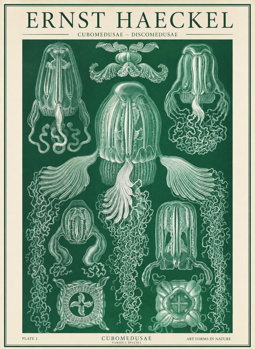 Ernst Haeckel Cubomedusae No2 - Plakat