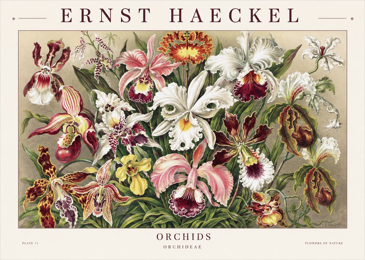 Ernst Haeckel Orchids No1 - Plakat