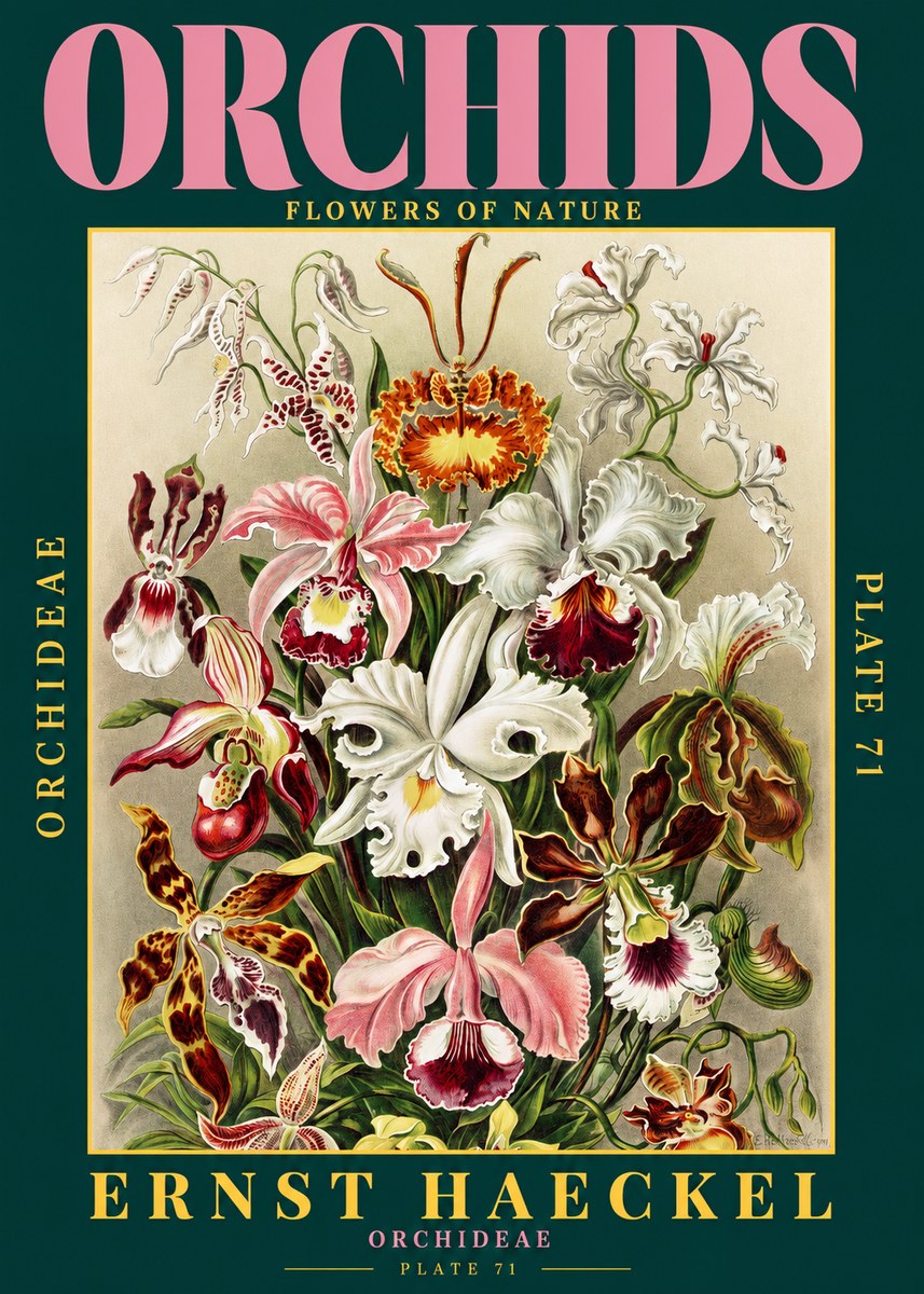 Ernst Haeckel Orchids No2 - Plakat