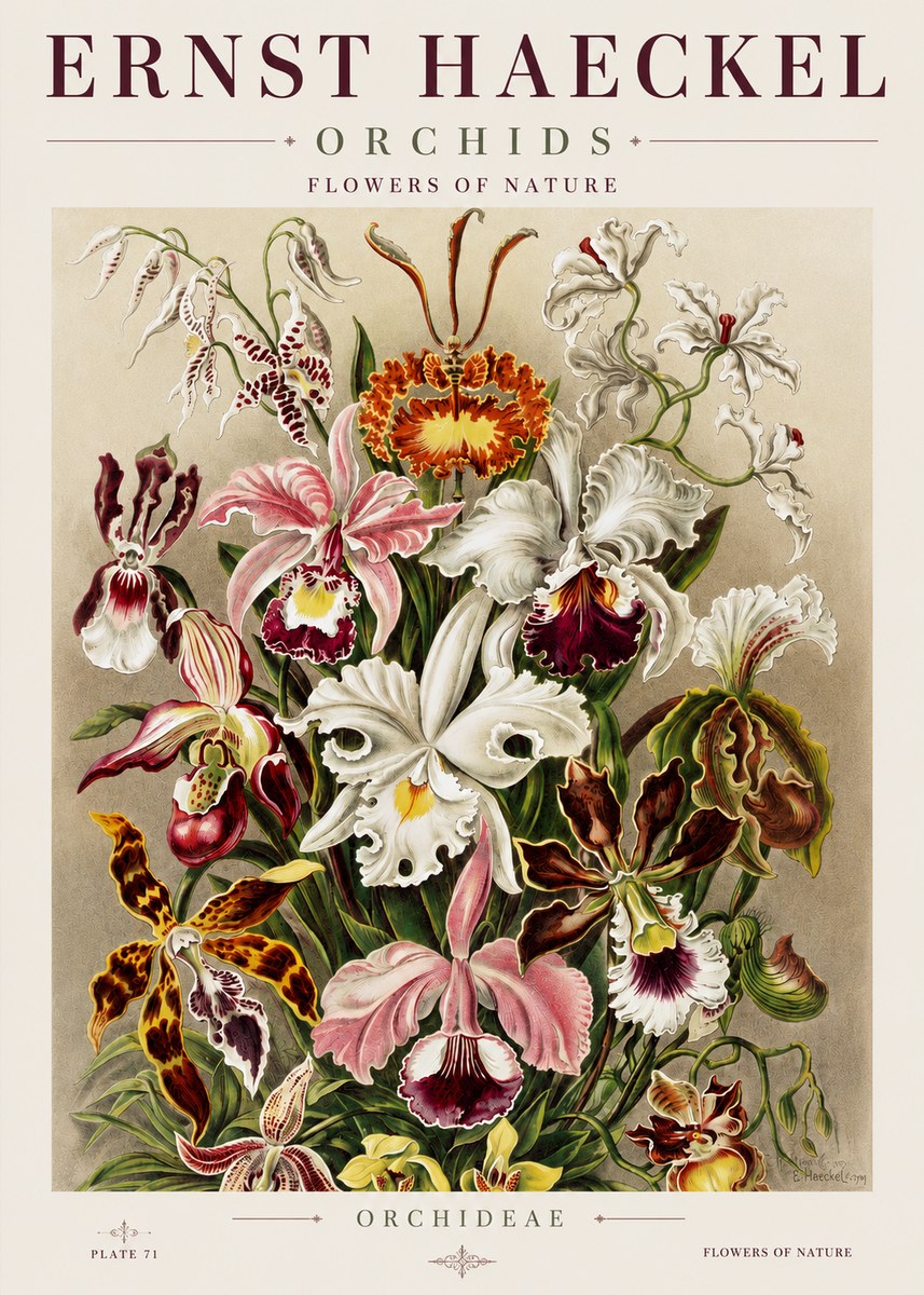Ernst Haeckel Orchids No3 - Plakat