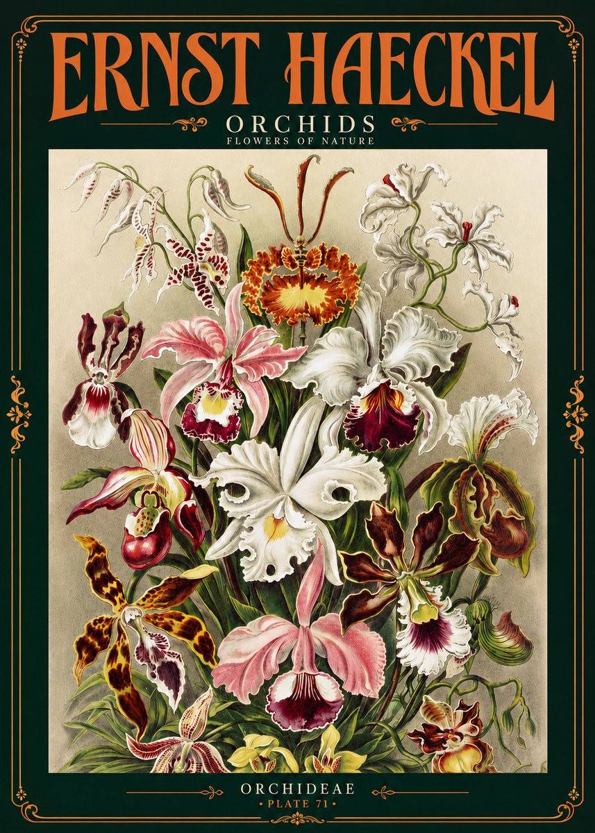 Ernst Haeckel Orchids No4 - Plakat