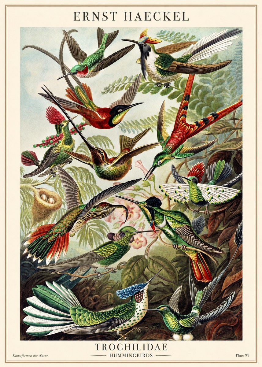 Ernst Haeckel Trochilidae - Hummingbirds No1 - Plakat