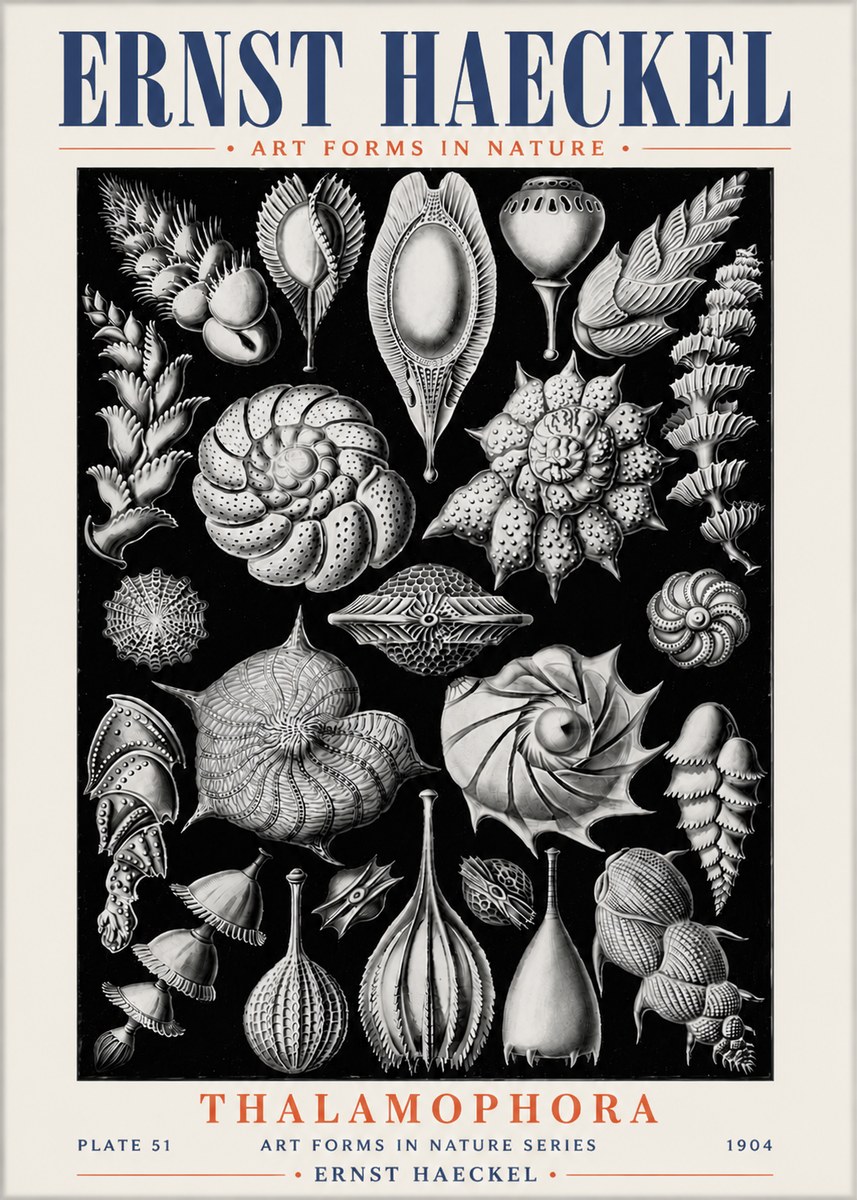 Ernst Haeckel Thalamophora No6 - Plakat