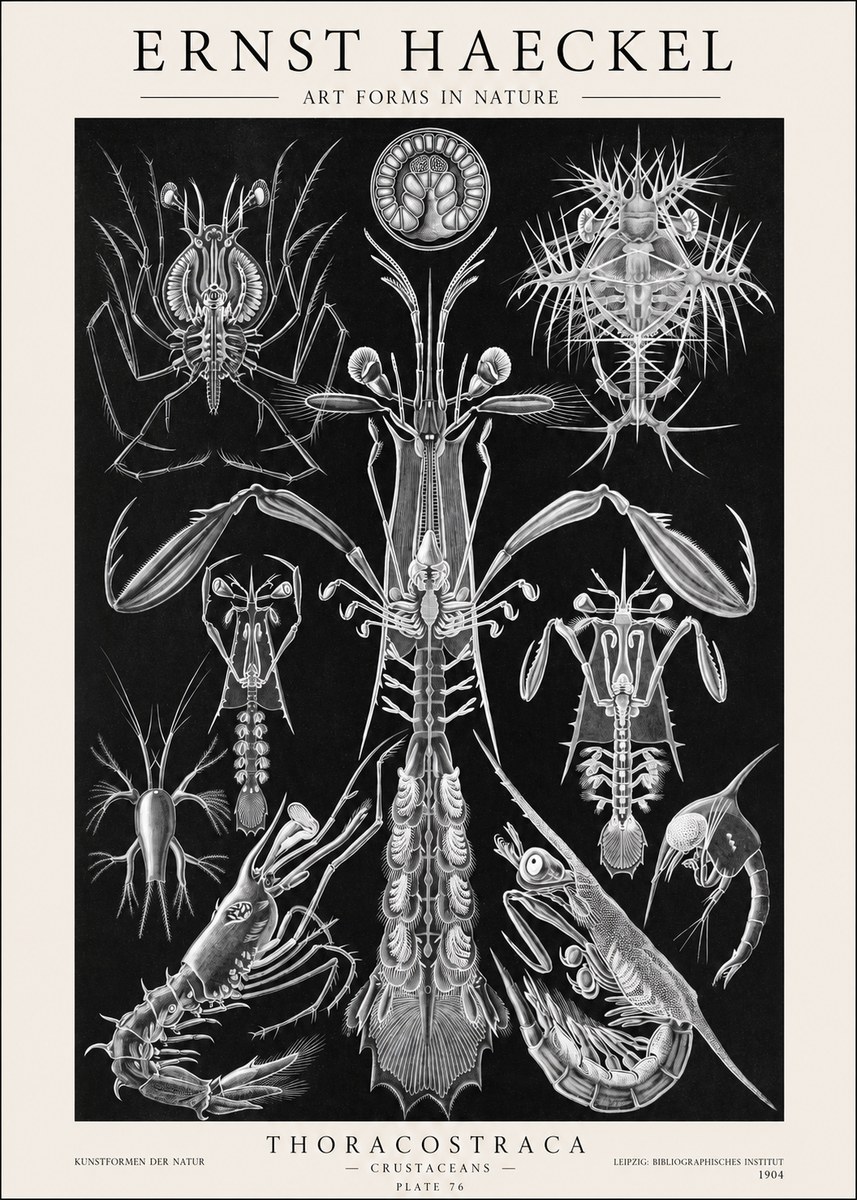 Ernst Haeckel Thoraocostraca - Crustaceans - Plate 76 No1 - Plakat