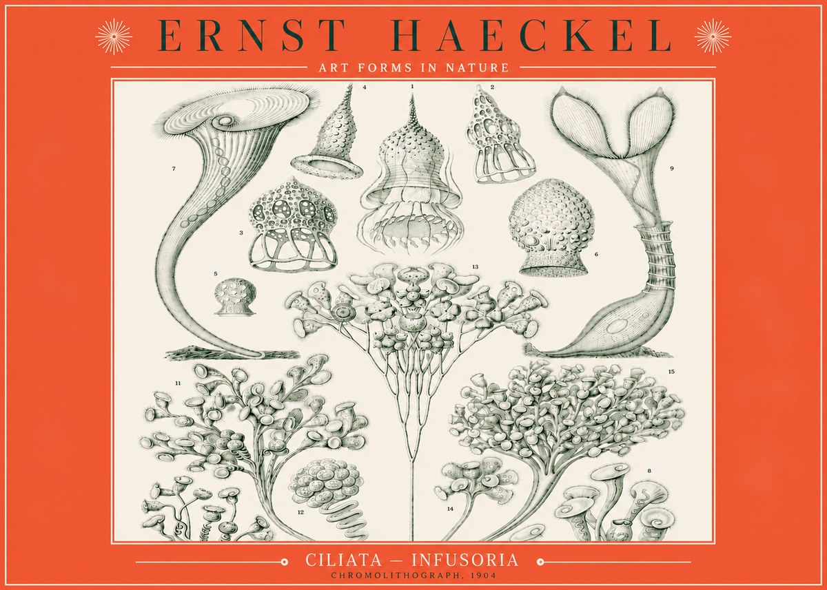 Ernst Haeckel Ciliata - Infusoria - Plate 3 No3 - Plakat