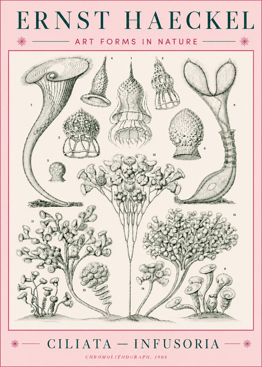 Ernst Haeckel Ciliata - Infusoria - Plate 3 No5 - Plakat