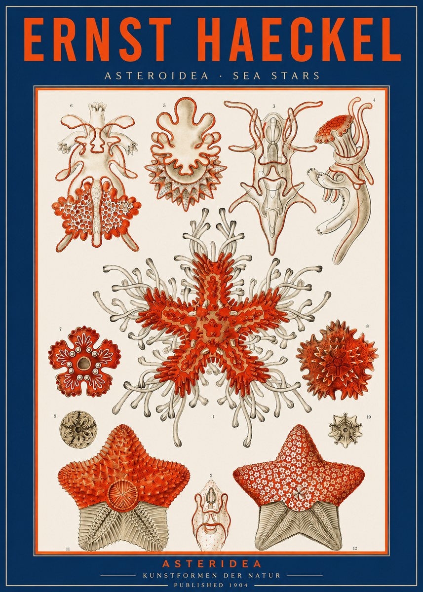 Ernst Haeckel Asteroidea. Sea Stars No2 - Plakat