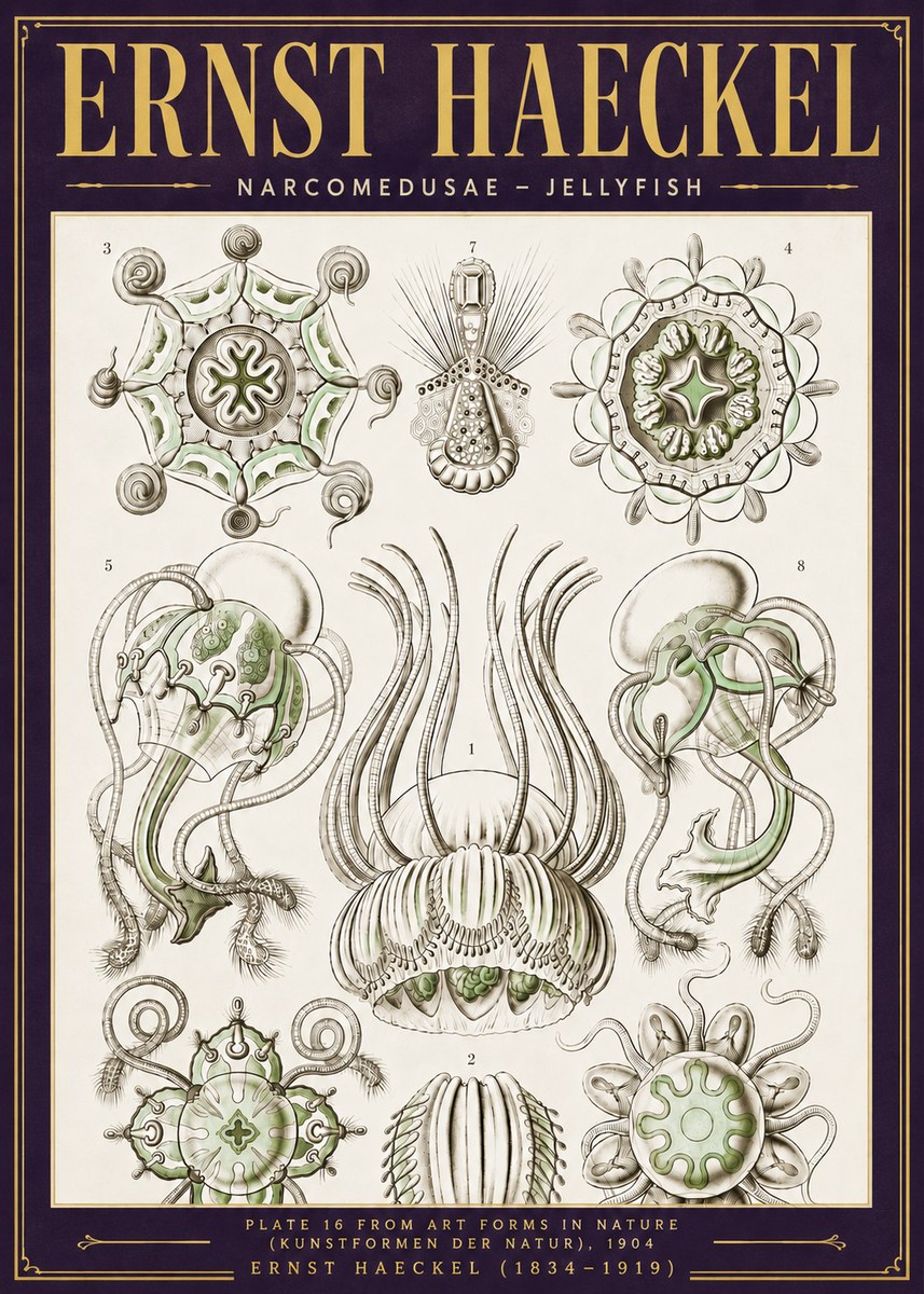 Ernst Haeckel Narcomedusae - Jellyfish No6 - Plakat