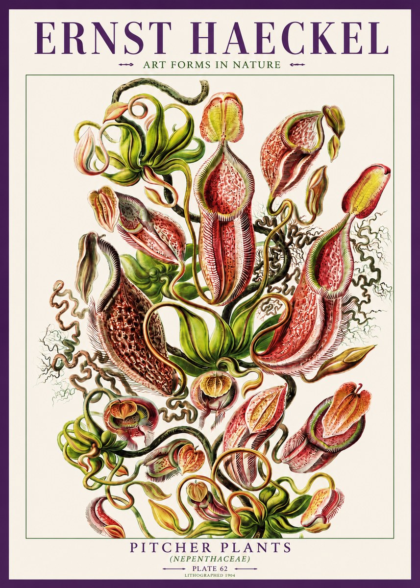 Ernst Haeckel Pitcher Plants No3 - Plakat