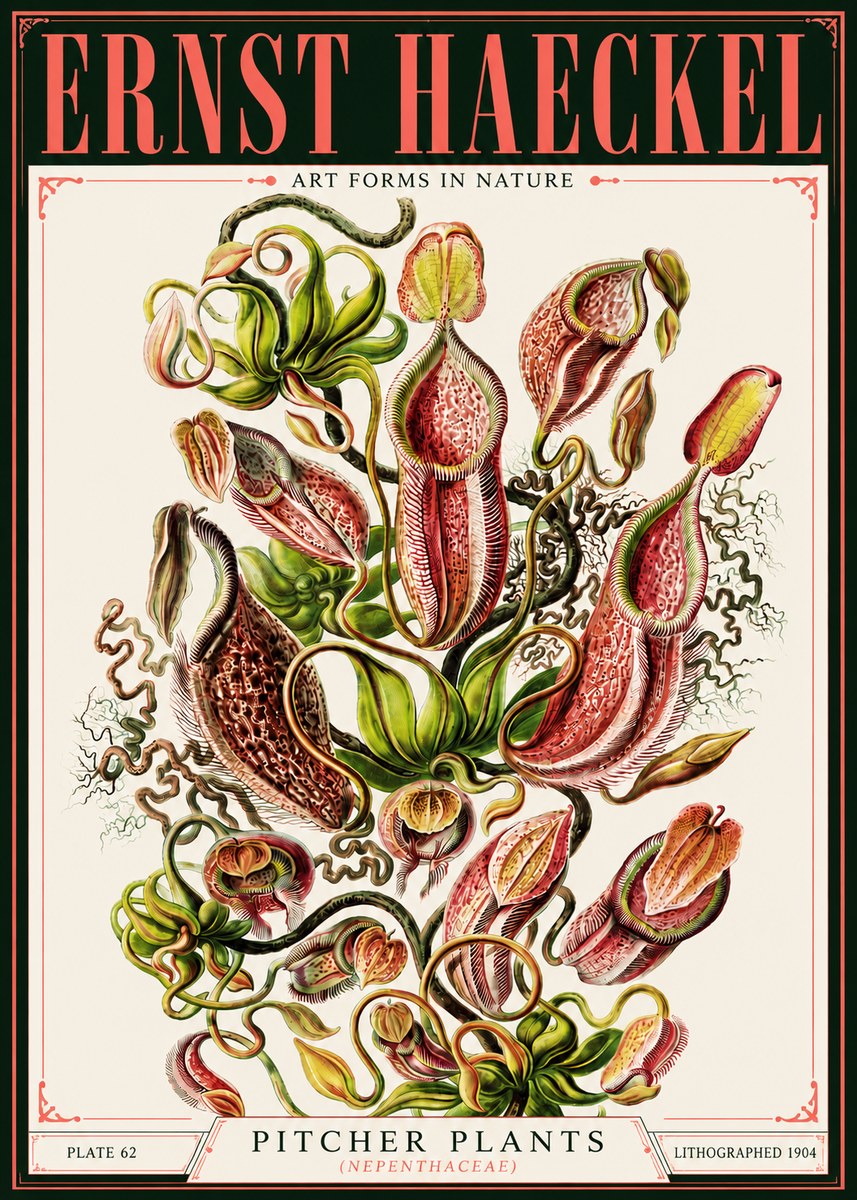 Ernst Haeckel Pitcher Plants No4 - Plakat