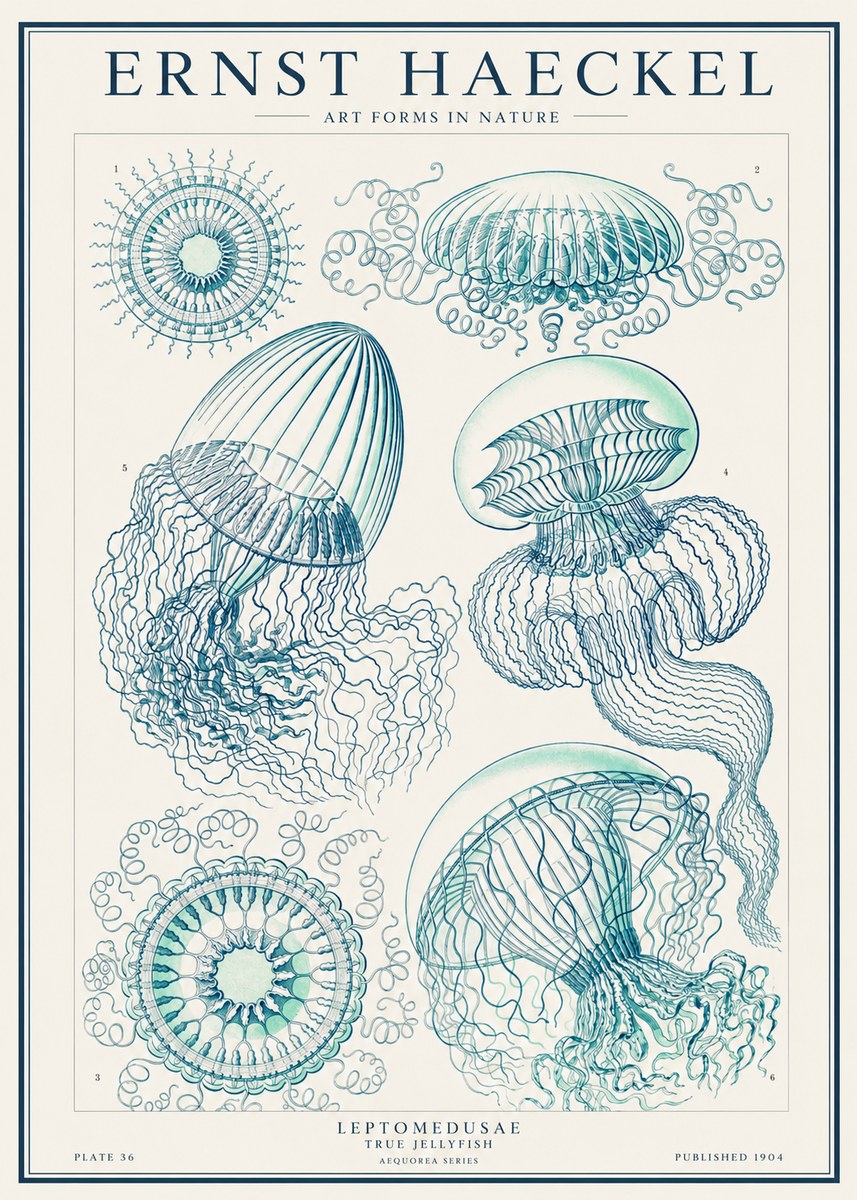Ernst Haeckel Leptomedusae True Jellyfish No1 - Plakat